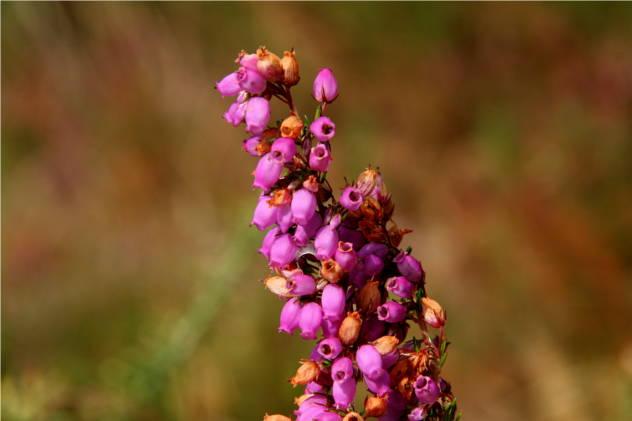 Calluna Vulgaris - Ericaceae Calluna Vulgaris - Ericaceae