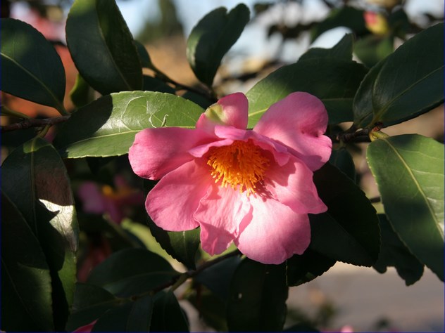 Printemps à l'hiver