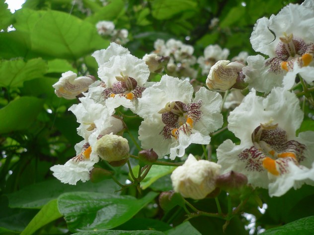 Catalpa - Catalpa bignonioides