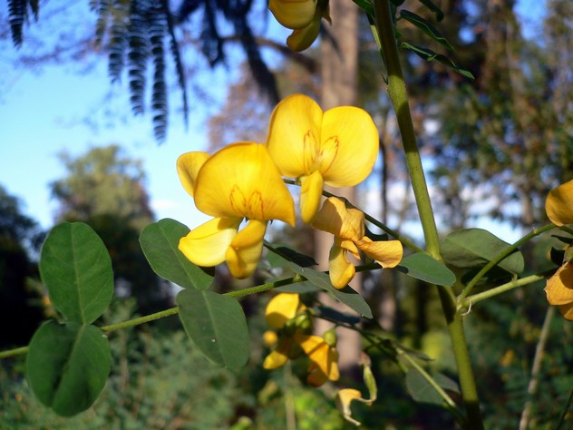 Colutea arborescens