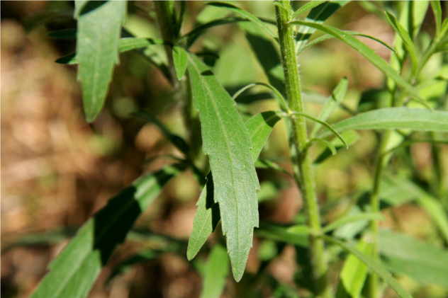 Conyza canadensis - Asteraceae