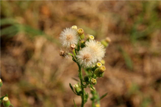 Conyza canadensis - Asteraceae