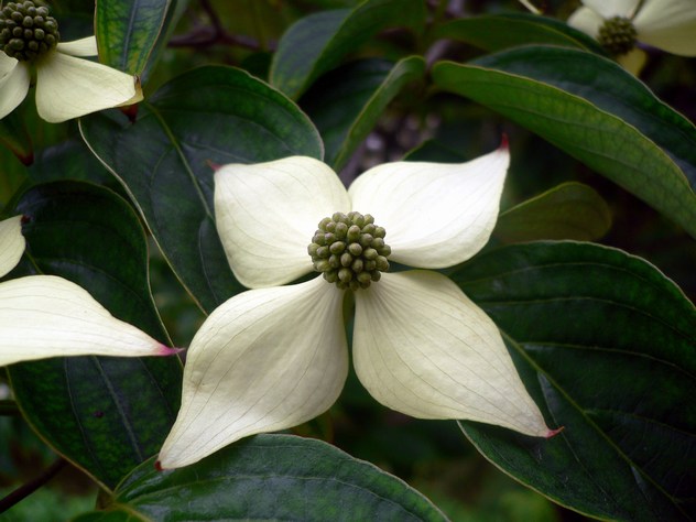 Cornus kousa Satomi