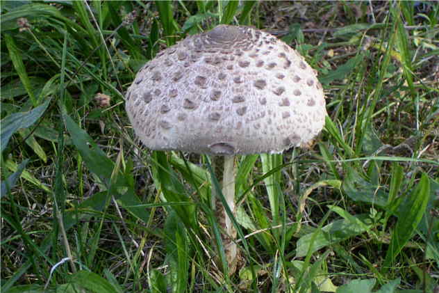 La coulemelle