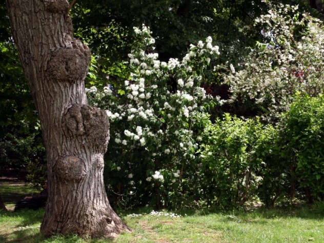 Philadelphus Avalanche Philadelphus Avalanche