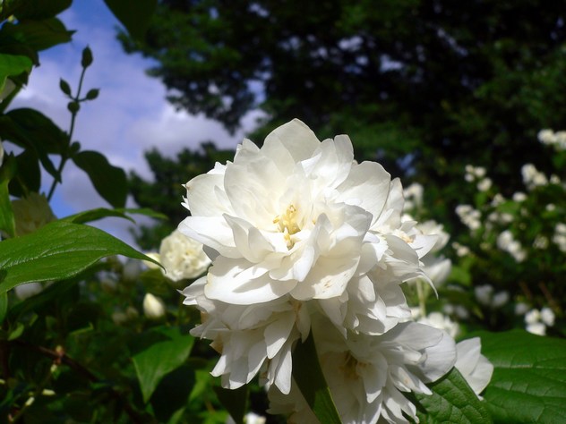 Philadelphus Avalanche