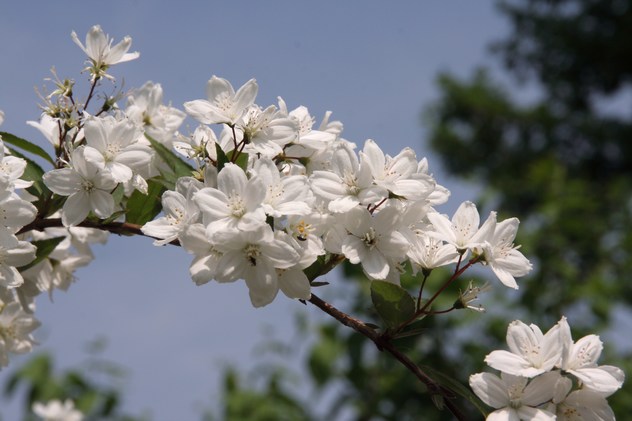 Deutzia