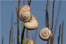 Les escargots - Genêt à balai