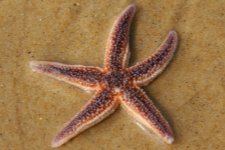 Une étoile de mer