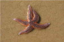 Étoile de mer