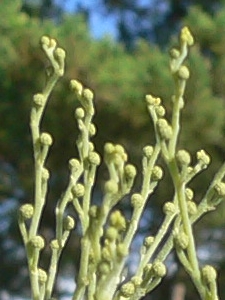 Acacia dealbata - Fabaceae