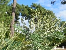 Acacia dealbata - Fabaceae