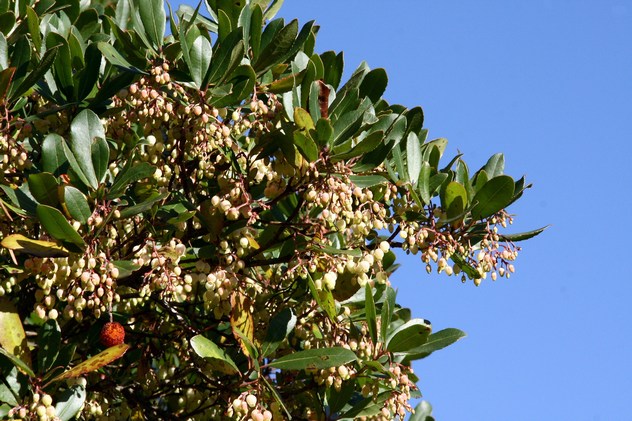 Arbutus unedo - Ericaceae Arbutus unedo - Ericaceae