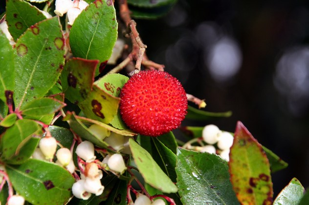 Arbutus unedo - Ericaceae Arbutus unedo - Ericaceae