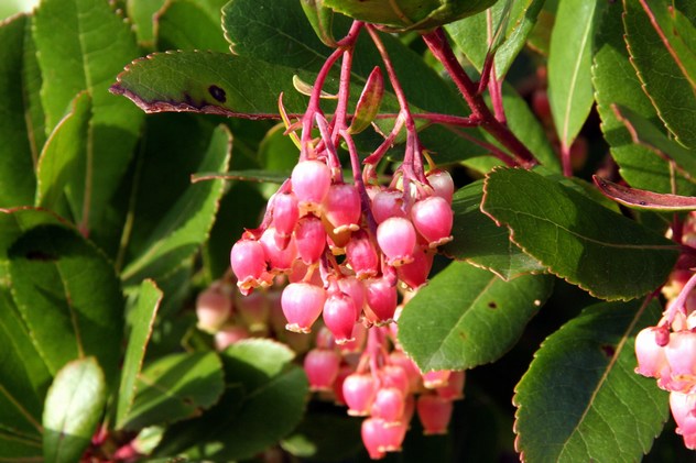 Arbutus unedo - Ericaceae Arbutus unedo - Ericaceae