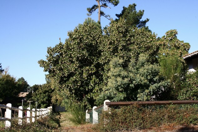 Arbutus unedo - Ericaceae Arbutus unedo - Ericaceae