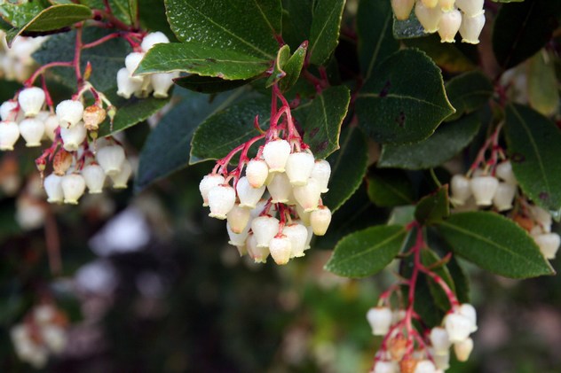 Arbutus unedo - Ericaceae Arbutus unedo - Ericaceae
