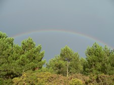 Pinus pinaster - Pinaceae
