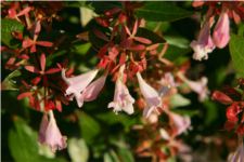 Abelia floribunda - Caprifoliaceae