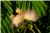 Albizia julibrissina [Leguminaceae] - Arbre à soie - Drzewo jedwabne [Bobowate] - Silk tree