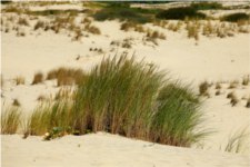 Ammophila arenaria - Poaceae