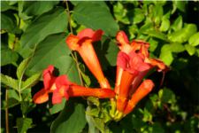 Campsis radicans - Bignoniaceae