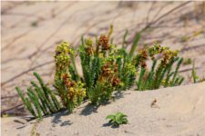 Euphorbia paralias - Euphorbiace