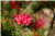 Grevillea [Proteaceae] - Grevillea - Grevillea - Spider Flower