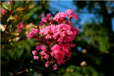 Lagerstroemia - Lythraceae
