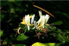 Lonicera caprifolium - Caprifoliaceae