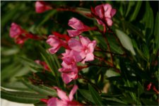 Nerium oleander - Apocynaceae