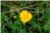 Ranunculus Acris [Ranunculaceae] - Bouton d'or - Jaskier ostry  [Jaskrowate] - Meadow buttercup