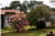 Rhododendron arboreum [Eucommiacea] - Rhododendron - Różanecznik [Wrzosowate] - Rhododendron
