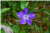 Vinca Minor [Apocynaceae] - Petite pervenche - Barwinek pospolity [Toinowate] - Lesser Periwinkle
