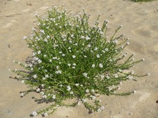 Cakile maritima - Brassicaceae