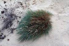 Corynephorus canescens - Poaceae