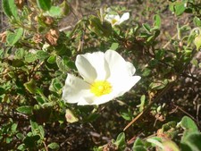 Cistus psilosepalus - Cistaceae