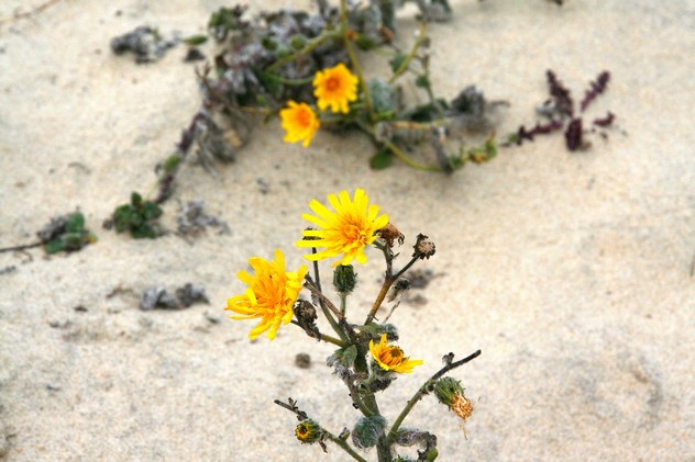 Hieracium eriophorum - Asteraceae Hieracium eriophorum - Asteraceae