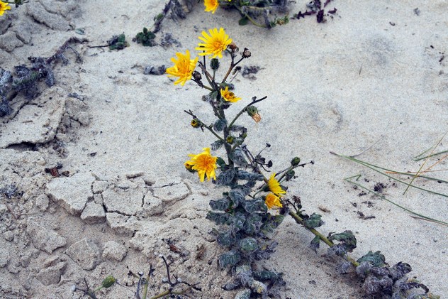 Hieracium eriophorum - Asteraceae Hieracium eriophorum - Asteraceae