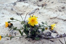 Hieracium eriophorum - Asteraceae