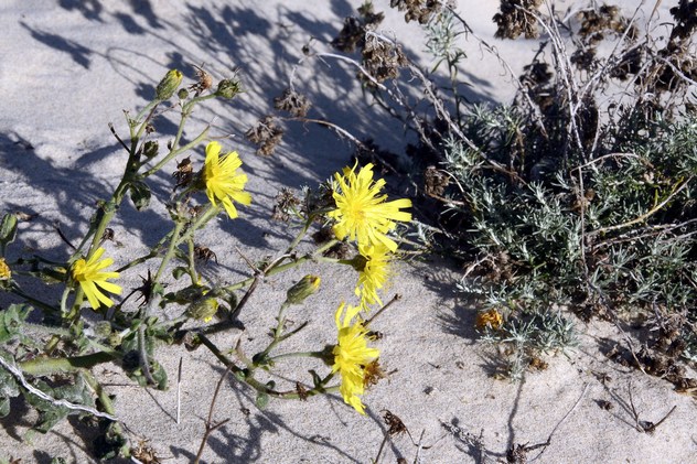 Hieracium eriophorum - Asteraceae Hieracium eriophorum - Asteraceae