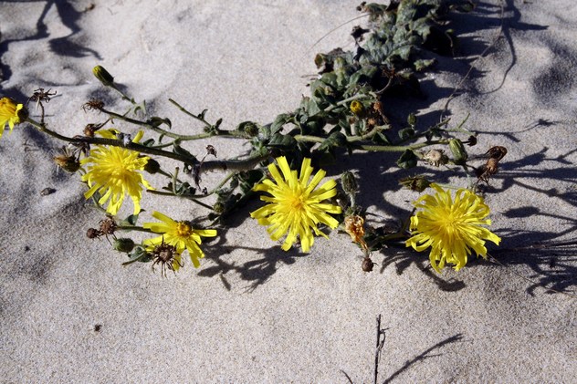 Hieracium eriophorum - Asteraceae Hieracium eriophorum - Asteraceae