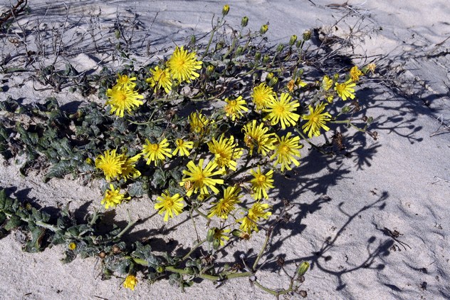 Hieracium eriophorum - Asteraceae Hieracium eriophorum - Asteraceae