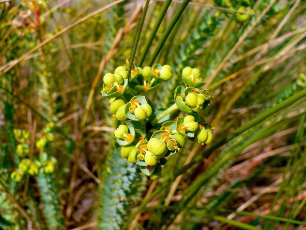 Euphorbia paralias - Euphorbiacea Euphorbia paralias - Euphorbiacea