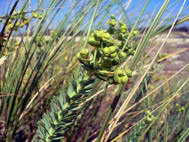 Euphorbia paralias - Euphorbiacea Euphorbia paralias - Euphorbiacea