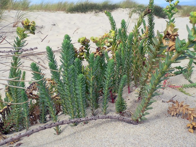 Euphorbia paralias - Euphorbiacea Euphorbia paralias - Euphorbiacea