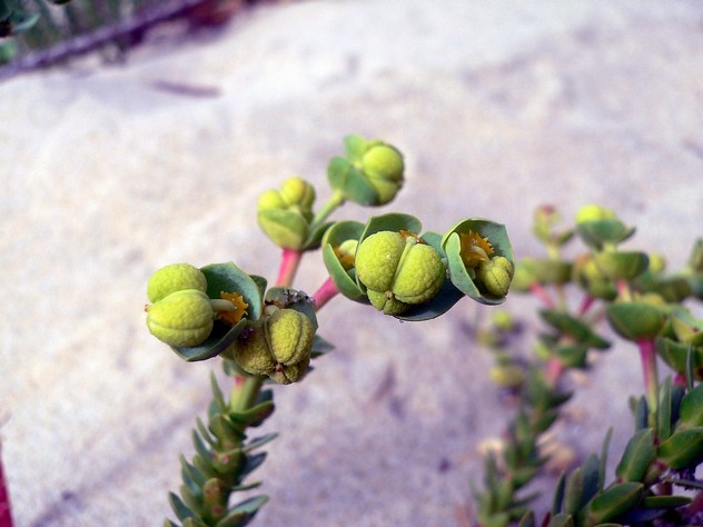Euphorbia paralias - Euphorbiacea Euphorbia paralias - Euphorbiacea