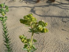 Euphorbia paralias - Euphorbiacea