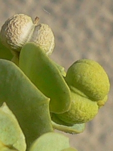 Euphorbia paralias - Euphorbiacea