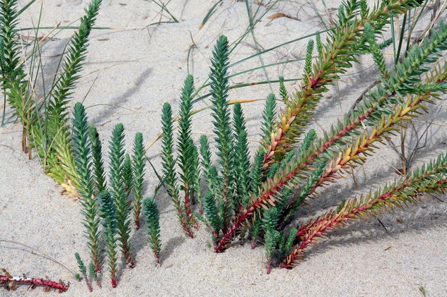 Euphorbia paralias - Euphorbiacea Euphorbia paralias - Euphorbiacea